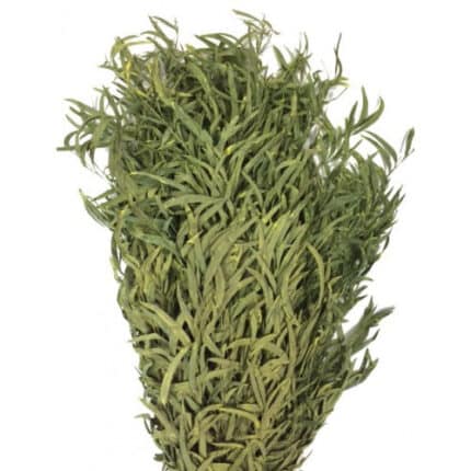 Eucalyptus Willow paradise
