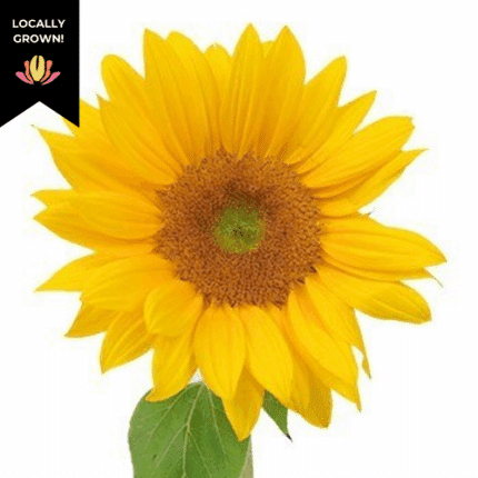 Sunflower Sunrich Gold cramer(
