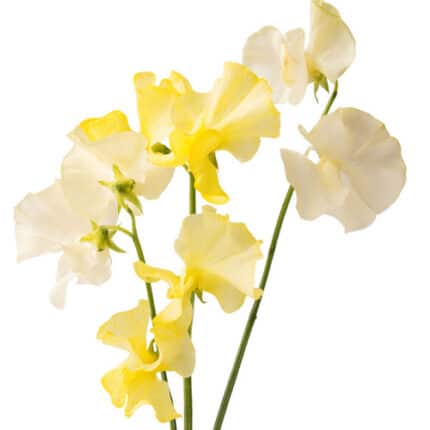 Sweet Pea Yellow holl