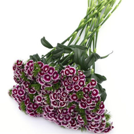 Dianthus Barbatus Pink beauty