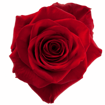 Rose Fredom 60cm Toscana