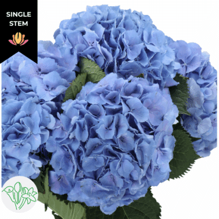 Hydrangea Blue Holex (stem)