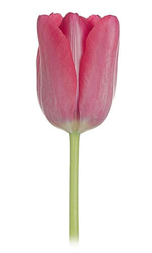 Tulip French Grandstyle s.v.