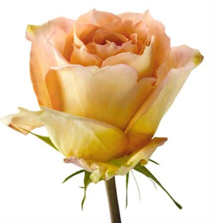 Rose Shukrani 70 rfi