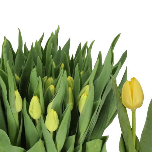 75577198-78b6-44d5-8ad5-0a5c05d73bbf.png Tulip Lobke holl - Image 1