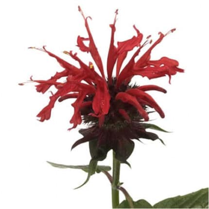 Monarda cramer(beebalm)