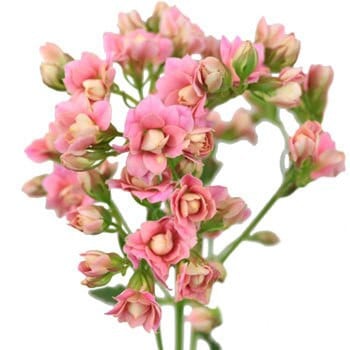 Kalanchoe Lovable Pink holex(5