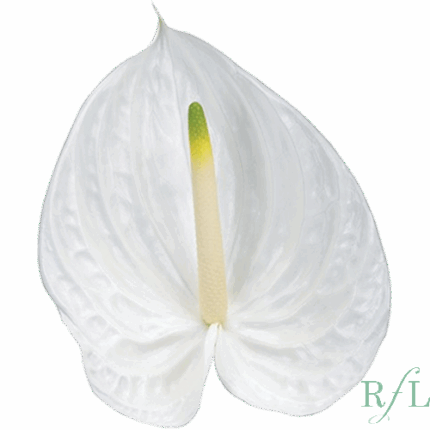 Anthurium Presence Mini X5 RF