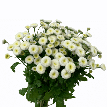 Tanacetum Rio holl