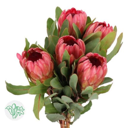 Protea Sylvia holex(STEM)