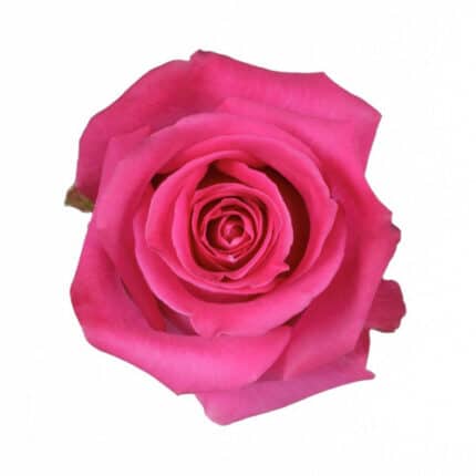 Rose Topaz 70cm fl comp