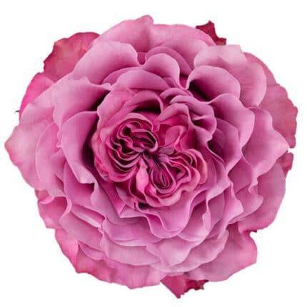 Rose Country Blues 40cm naranj