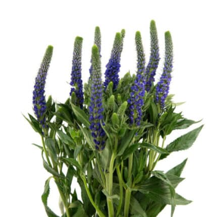 Vernoica Blue camflor