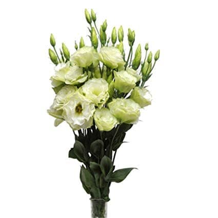 Lisianthus Dbl Green fl. board