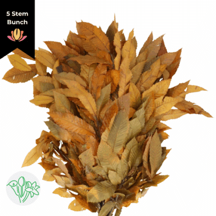 Dried Castanea Preserved Yellow