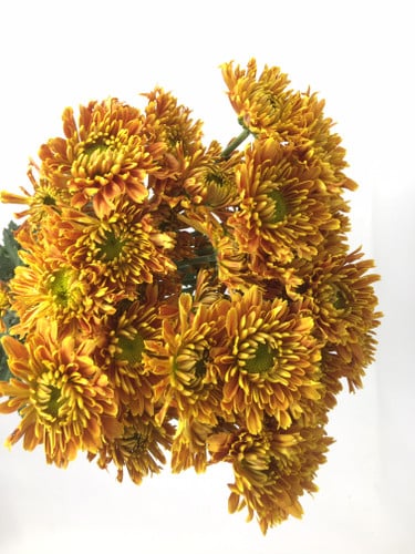Pom Daisy Aspire Bronze gdn