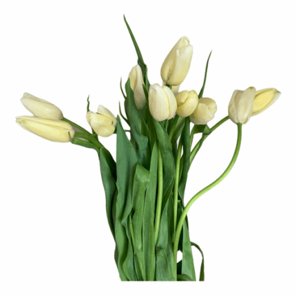 Tulip French Maureen holll