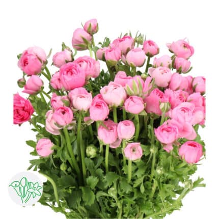 Ranunculus Pink holex