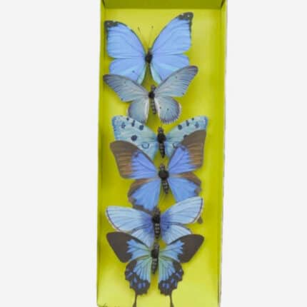 BUTTERFLY 4.25" blue asst 6/bx