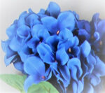 Hydrangea deft blue bush x7 - Image 2