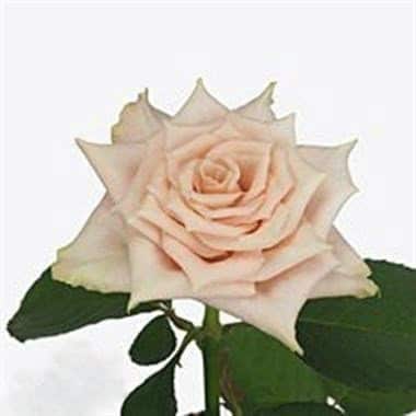 Rose Sandy(25st) 40cm rfi