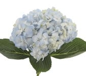 Hydrangea LtBlue holl(st)