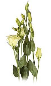 LISSY s.s. dbl crm 70cm