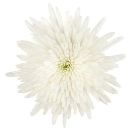 Mum Delistar White esmeralda