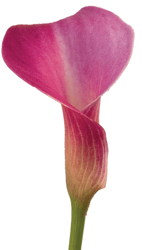 Calla Garnet Glow sande