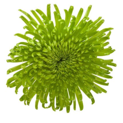 Mum Delistar Green Galleria - M FU GREEN GALL