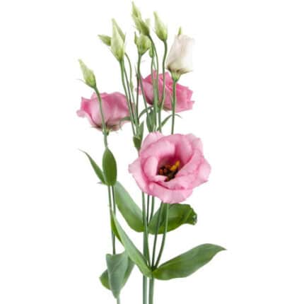 Lisianthus Double Rose flboard