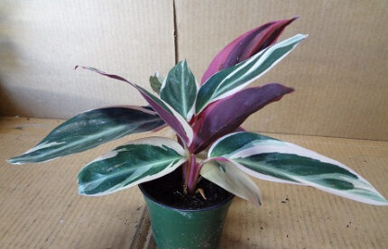 4" POTTED TRIO STAR