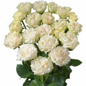 RoseSpray SnowBubble fresca