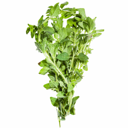 Oregano paradise