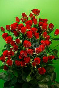 FLEUR spray hosa(bu)
