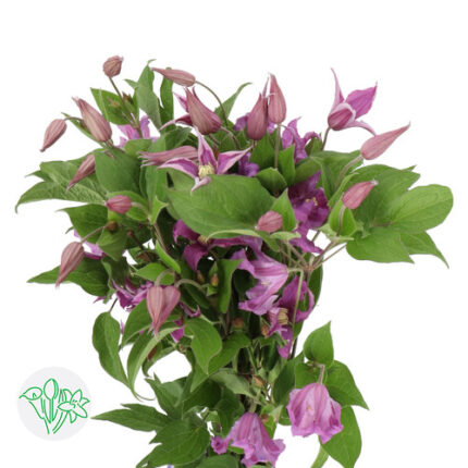 Clemais Anemone holl