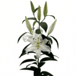 Lily Helvetia holl - Image 2