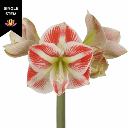 Amaryllis Ambiance (stem) holl