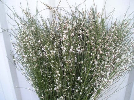 Ginestra White holl