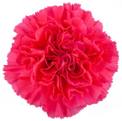 Carn. Select Hot Pink continen - C HOT PINK CONT