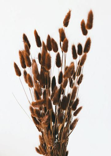 BUNNY TAILS Chocolate 2oz