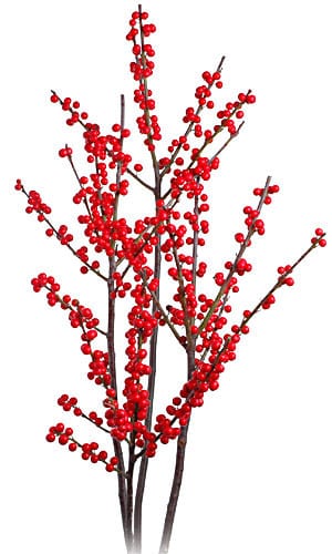 Ilex Red seabearry 3-4'(5st)