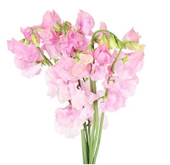 Sweet Pea Winter Sunshine Pink