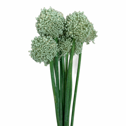 Allium White Giant holl(STEM)