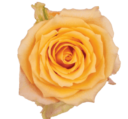 Rose Alquimia 60cm rfi