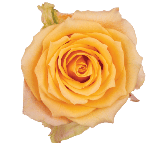 7646091f-091f-45a4-873c-ae84fad09420.png Rose Alquimia 60cm rfi - Image 1