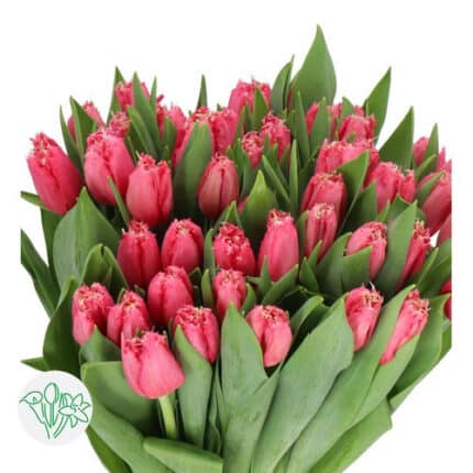 Tulip Frill HotPk holl
