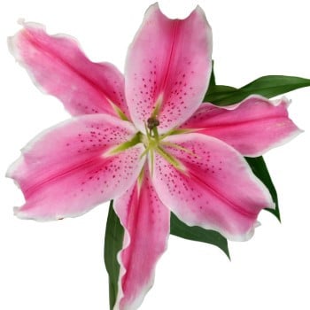 Lily Oriental Isabella Pink gd