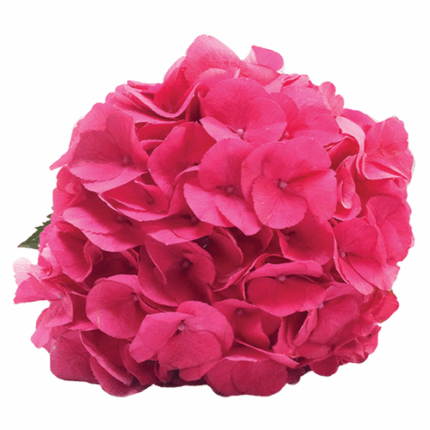 Hydrangea Hot Pink rfi(st)