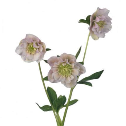 Helleboros Dbl Ellen Pk with b